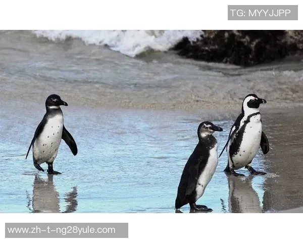 拥有绝技的足球明星们：他们如何凭借独特技艺征服赛场的故事